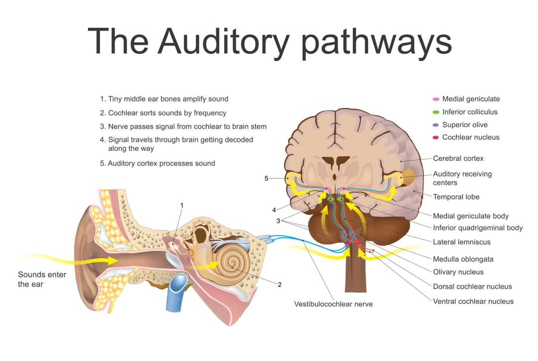 Auditory System Anatomy