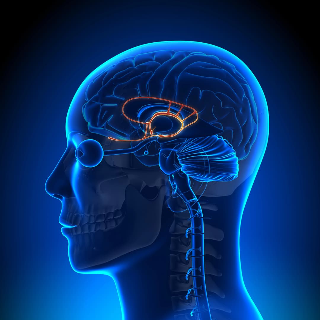 Limbic System