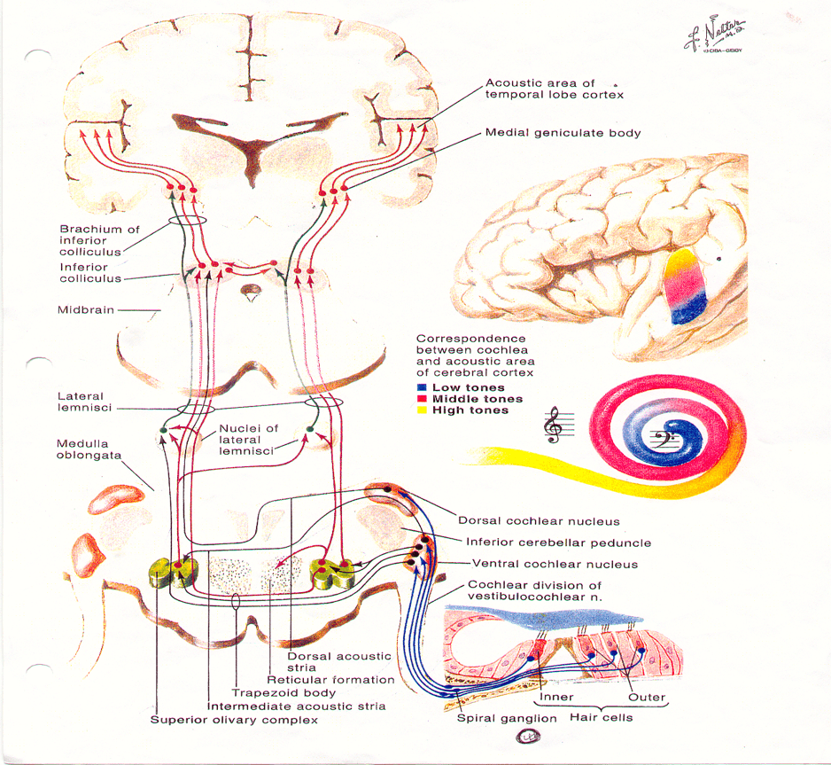 Correspondence between cochlea and acoustic area of cerebral cortex
