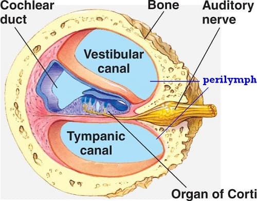 Corti-Diagram