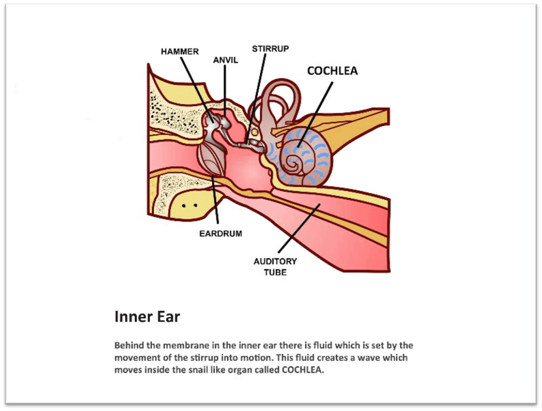 Inner Ear fluid in motion in cochlea