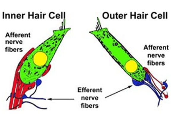 Inner and outer hair cell close up