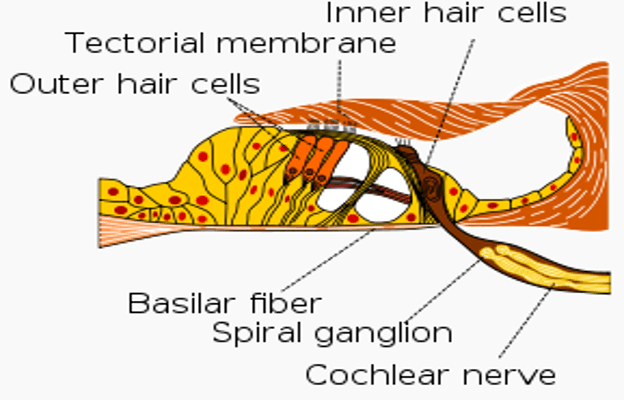 Organ of Corti