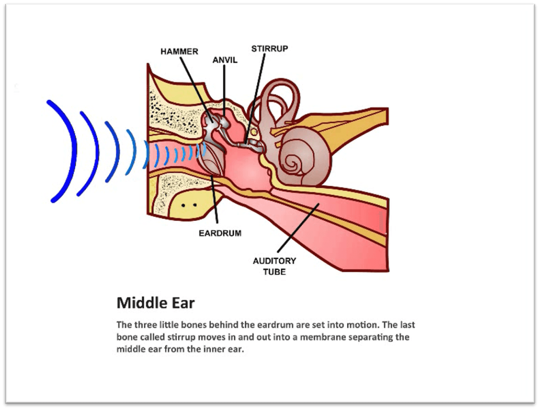 Middle ear ossicles