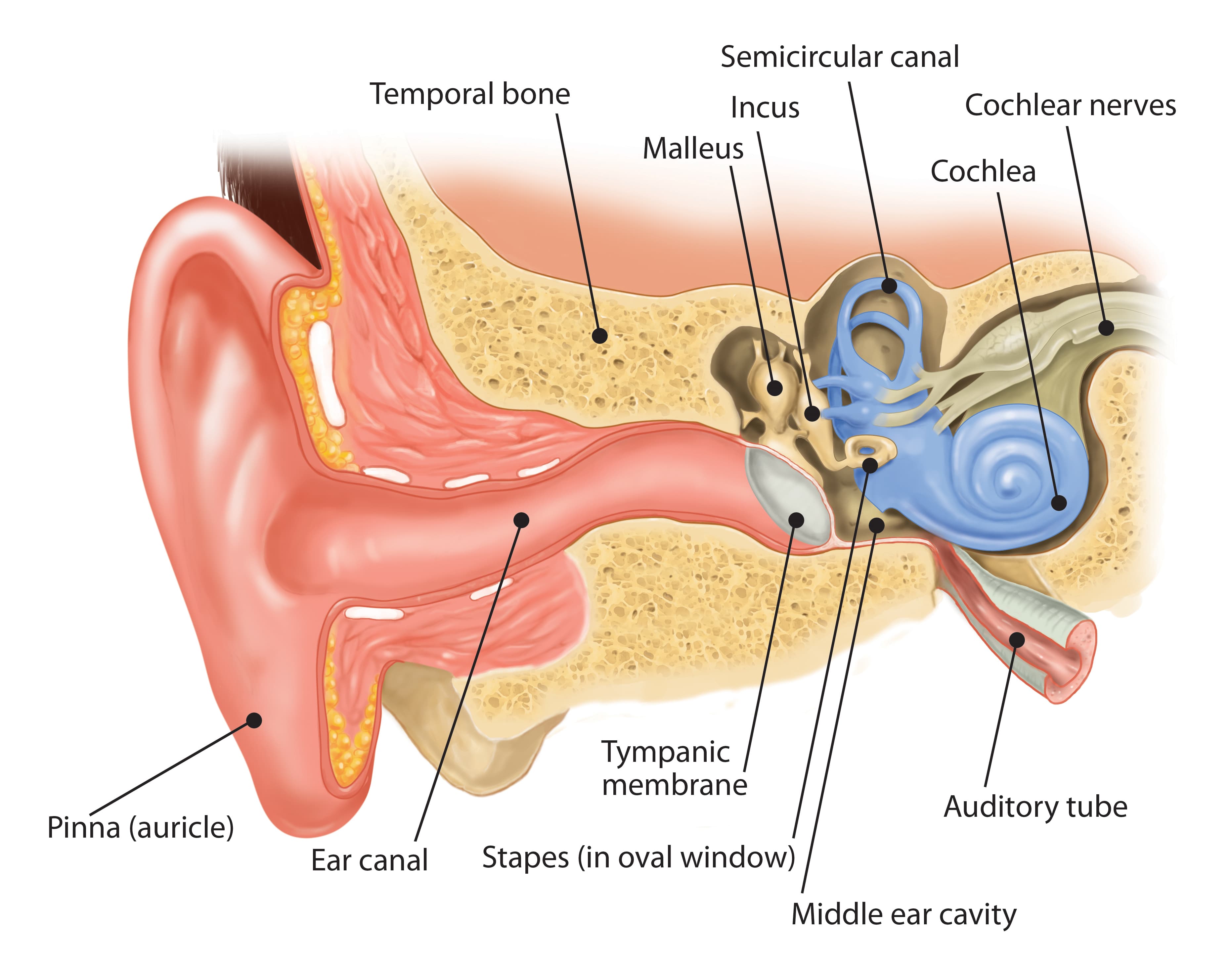 Outer ear anatomy diagram