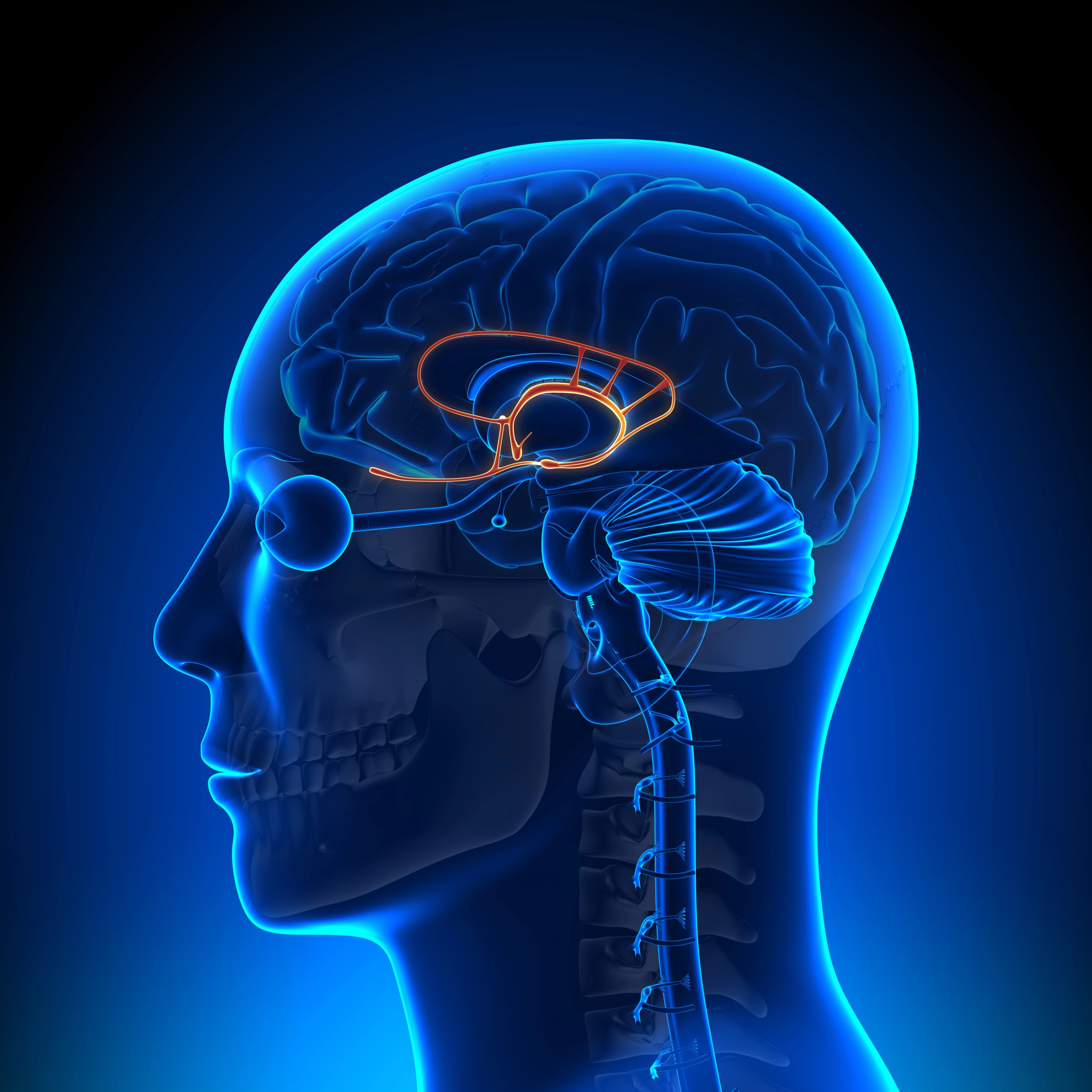 Limbic system