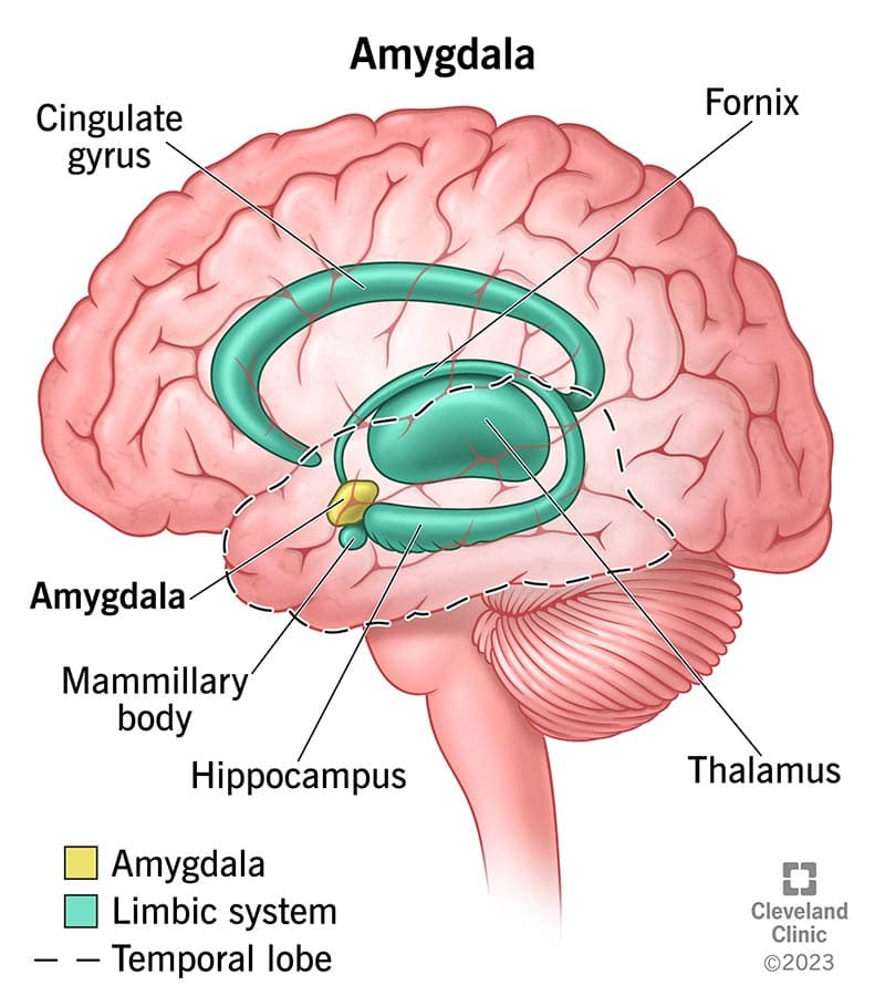 Limbic system components