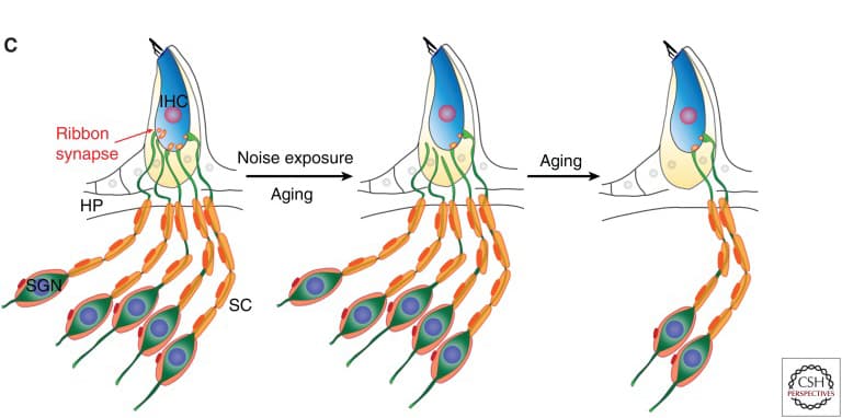 Diagram of a cell membrane showing synapses