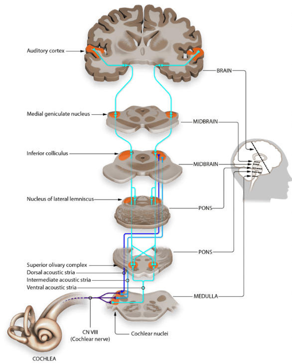 A diagram of a human skull showing neural pathway