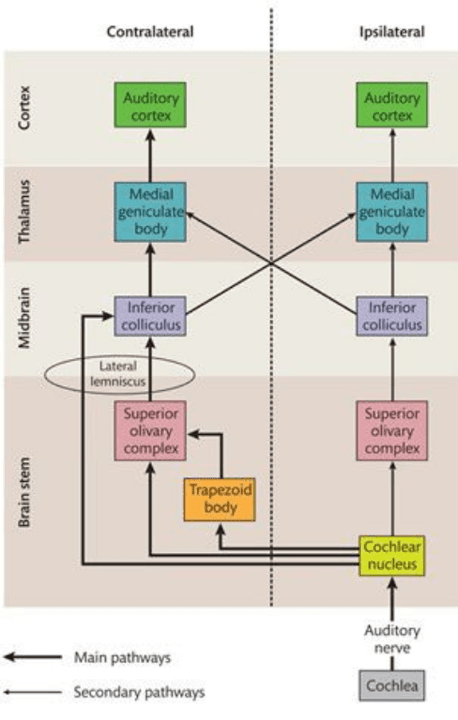Cochlear nucleus diagram