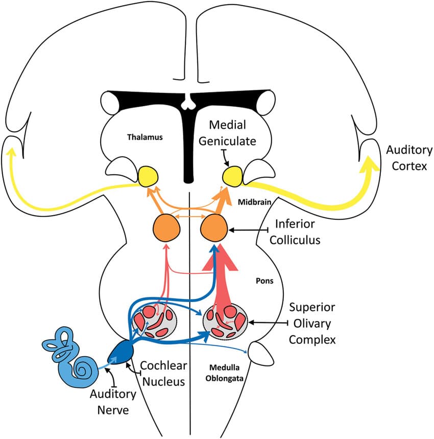 Diagram of the brain with labeled Inferior Colliculus
