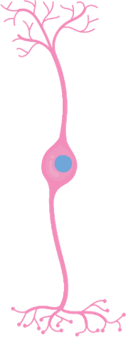 Nervous System